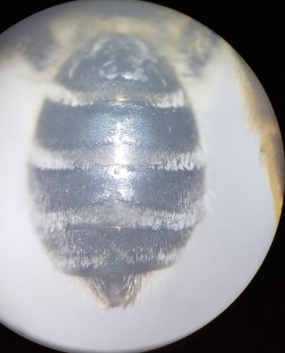 Halictus quadricinctus